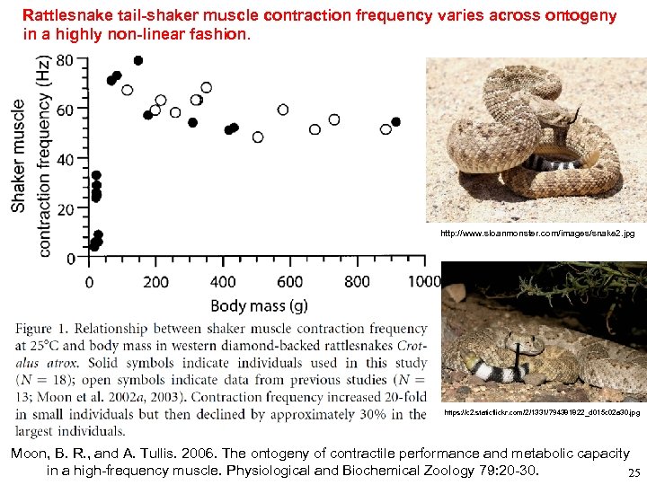 Rattlesnake tail-shaker muscle contraction frequency varies across ontogeny in a highly non-linear fashion. http: