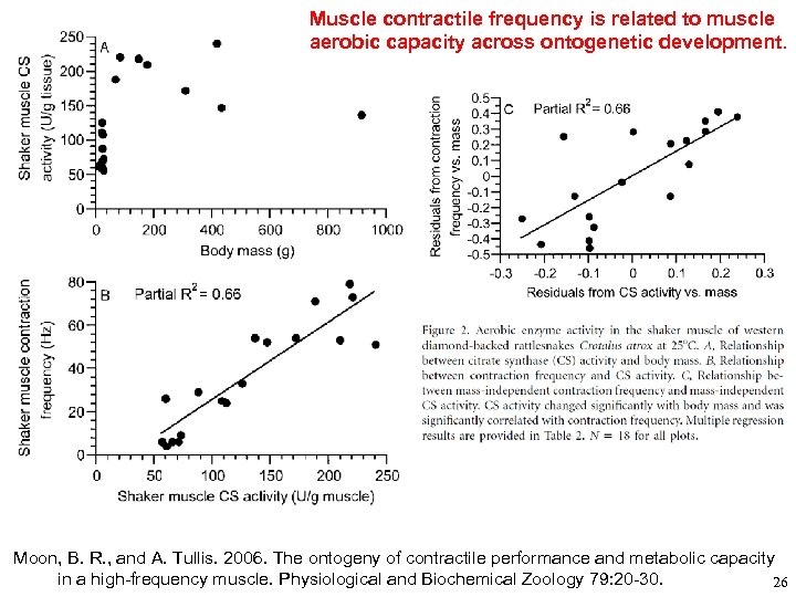 Muscle contractile frequency is related to muscle aerobic capacity across ontogenetic development. Moon, B.