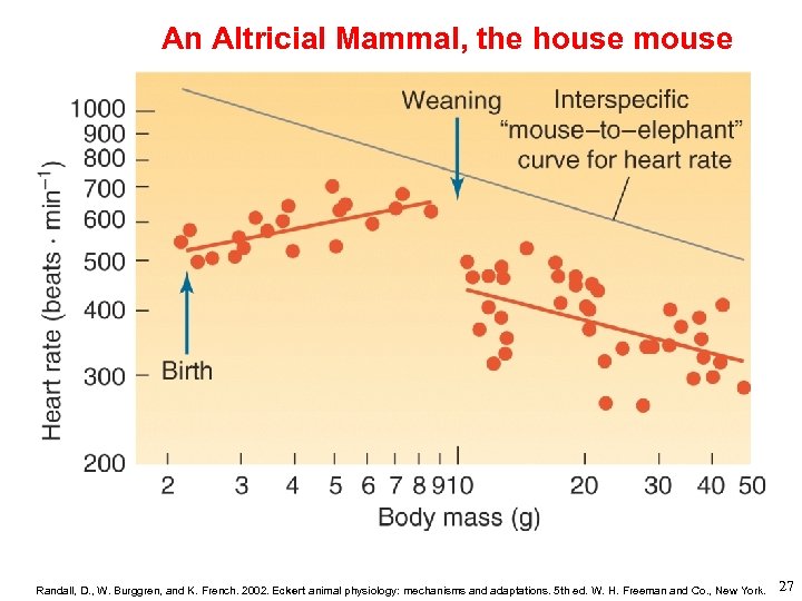 An Altricial Mammal, the house mouse Randall, D. , W. Burggren, and K. French.