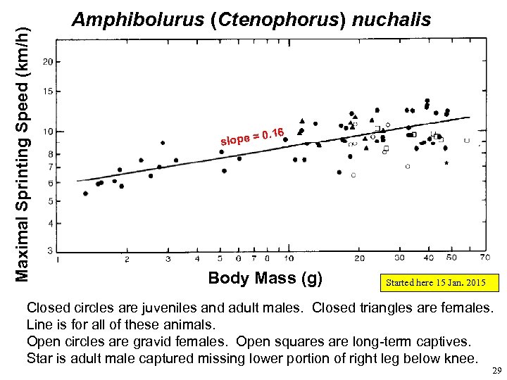 Maximal Sprinting Speed (km/h) Amphibolurus (Ctenophorus) nuchalis . 16 0 slope = Body Mass