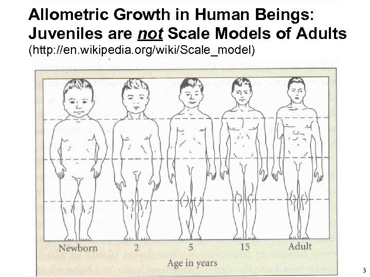 Allometric Growth in Human Beings: Juveniles are not Scale Models of Adults (http: //en.