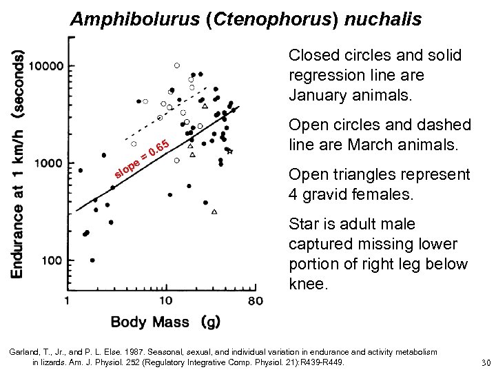 Amphibolurus (Ctenophorus) nuchalis Closed circles and solid regression line are January animals. 5 e