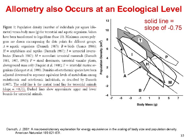 Allometry also Occurs at an Ecological Level solid line = slope of -0. 75