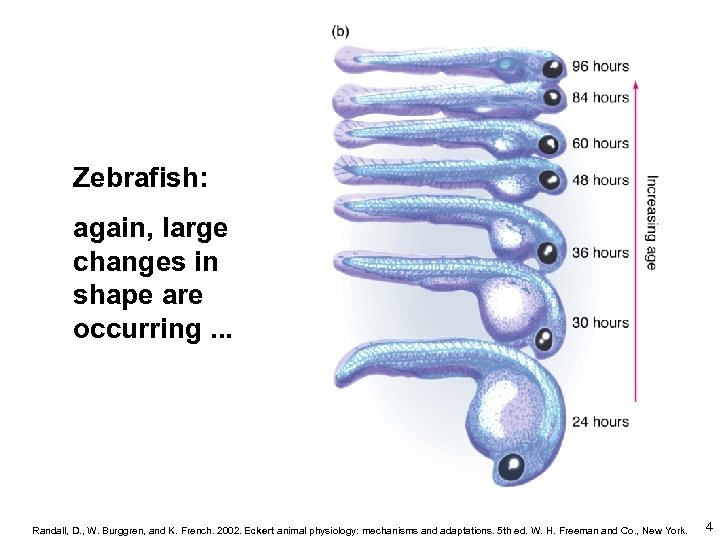 Zebrafish: again, large changes in shape are occurring. . . Randall, D. , W.