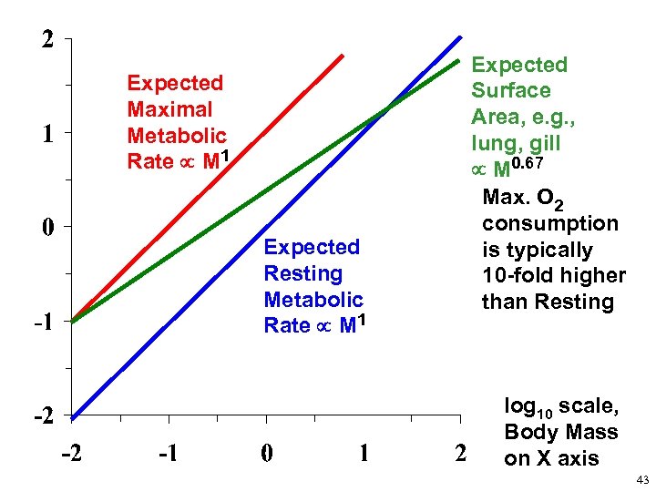 Expected Maximal Metabolic Rate M 1 Expected Resting Metabolic Rate M 1 Expected Surface