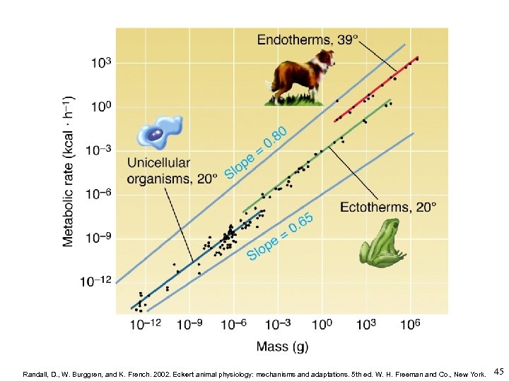 Randall, D. , W. Burggren, and K. French. 2002. Eckert animal physiology: mechanisms and