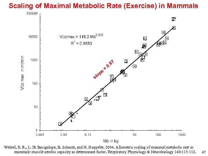 Scaling of Maximal Metabolic Rate (Exercise) in Mammals pe = 87 0. o sl