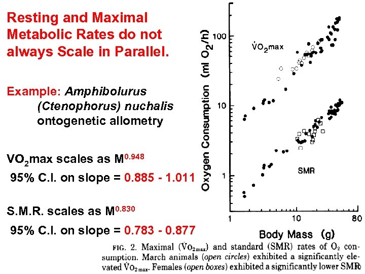 Resting and Maximal Metabolic Rates do not always Scale in Parallel. Example: Amphibolurus (Ctenophorus)