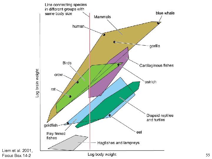 Liem et al. 2001, Focus Box 14 -2 55 