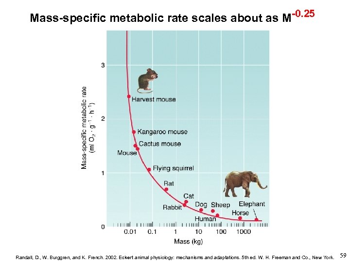 Mass-specific metabolic rate scales about as M-0. 25 Randall, D. , W. Burggren, and