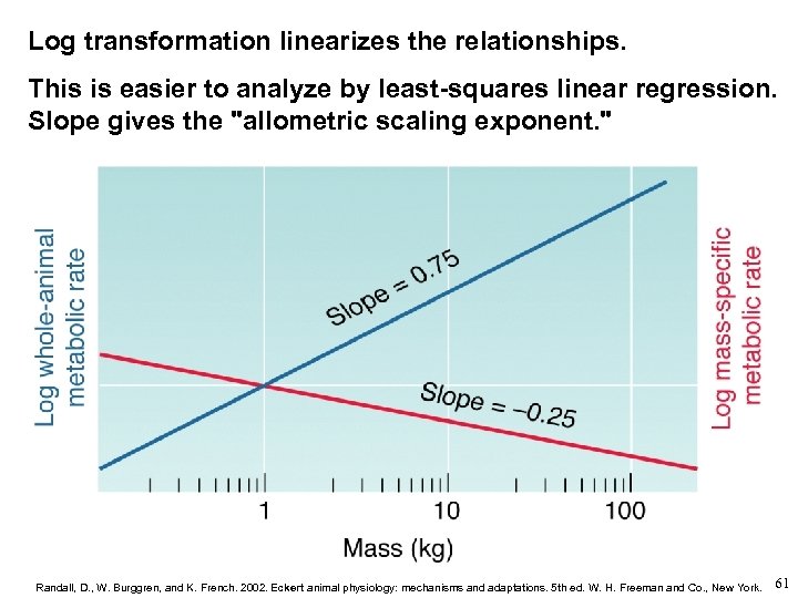 Log transformation linearizes the relationships. This is easier to analyze by least-squares linear regression.