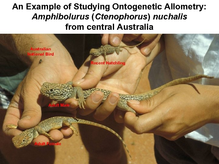 An Example of Studying Ontogenetic Allometry: Amphibolurus (Ctenophorus) nuchalis from central Australian National Bird