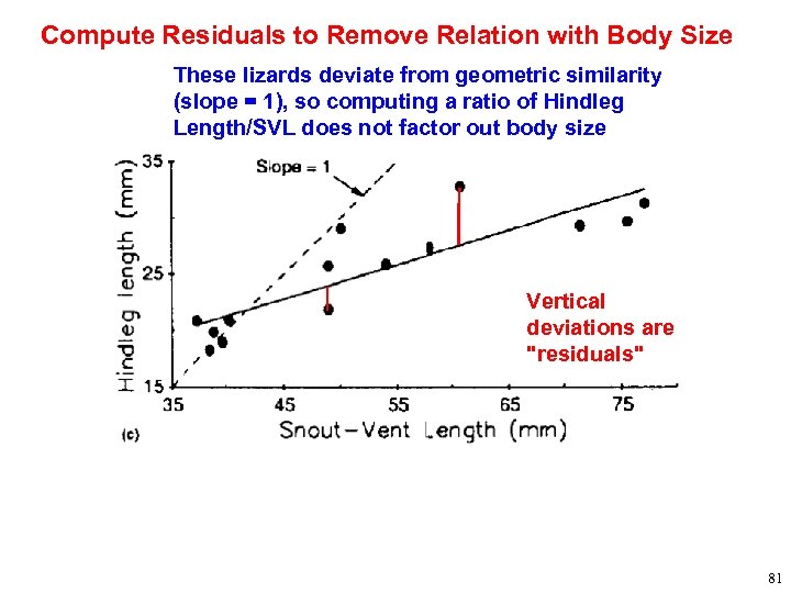 Compute Residuals to Remove Relation with Body Size These lizards deviate from geometric similarity