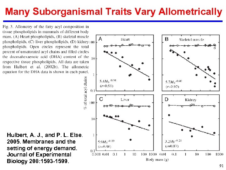 Many Suborganismal Traits Vary Allometrically Hulbert, A. J. , and P. L. Else. 2005.