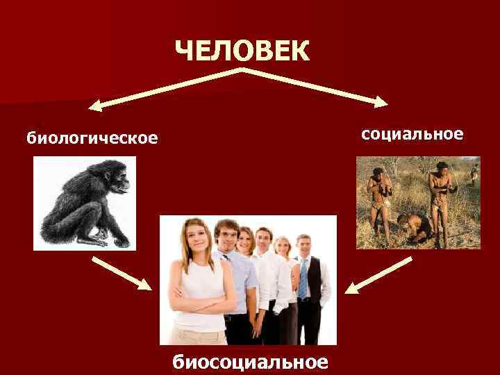 ЧЕЛОВЕК социальное биологическое биосоциальное 