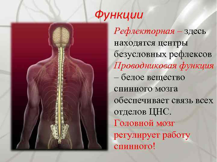 Функции Рефлекторная – здесь находятся центры безусловных рефлексов Проводниковая функция – белое вещество спинного