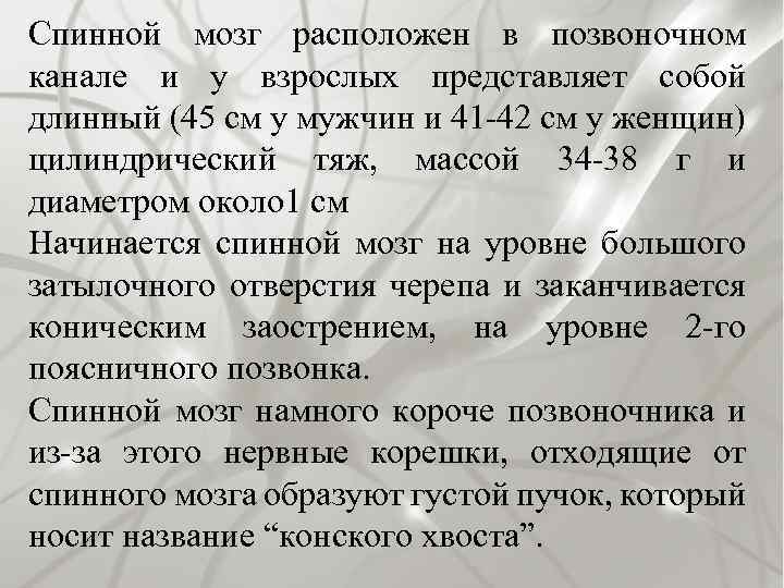 Спинной мозг расположен в позвоночном канале и у взрослых представляет собой длинный (45 см