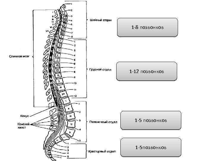 Позвонки грудного отдела. Отдел спинного мозга l2. S3 позвонок. Отделы спинного мозга обозначенные цифрами на рисунке. Спинной мозг 5 позвонок.