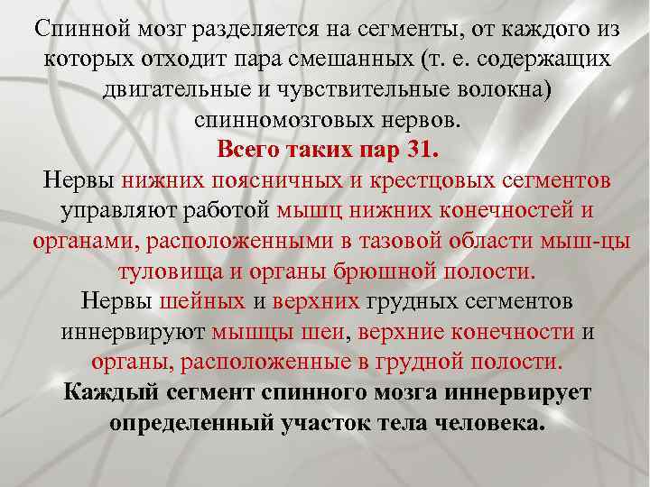 Спинной мозг разделяется на сегменты, от каждого из которых отходит пара смешанных (т. е.