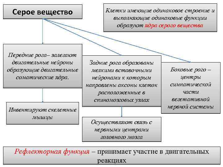 Серое вещество Передние рога– залегают двигательные нейроны образующие двигательные соматические ядра. Инвентируют скелетные мышцы