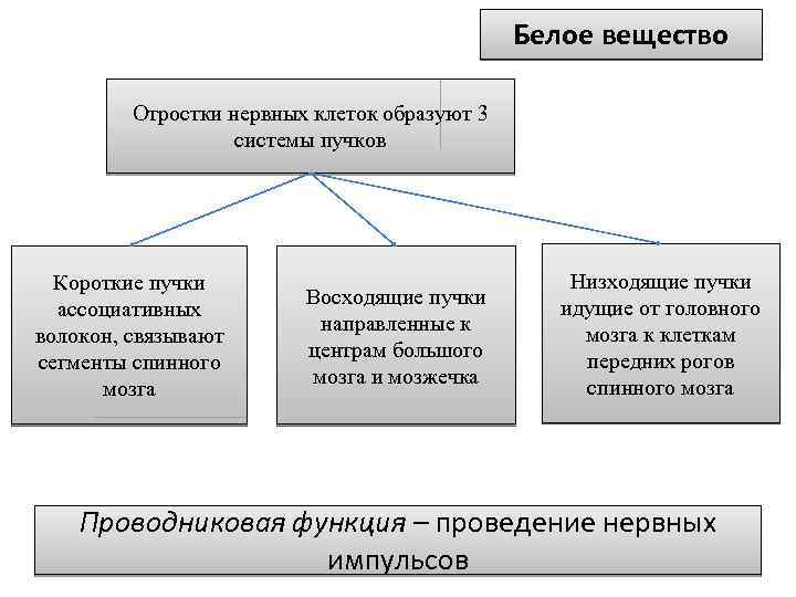 Белое вещество Отростки нервных клеток образуют 3 системы пучков Короткие пучки ассоциативных волокон, связывают