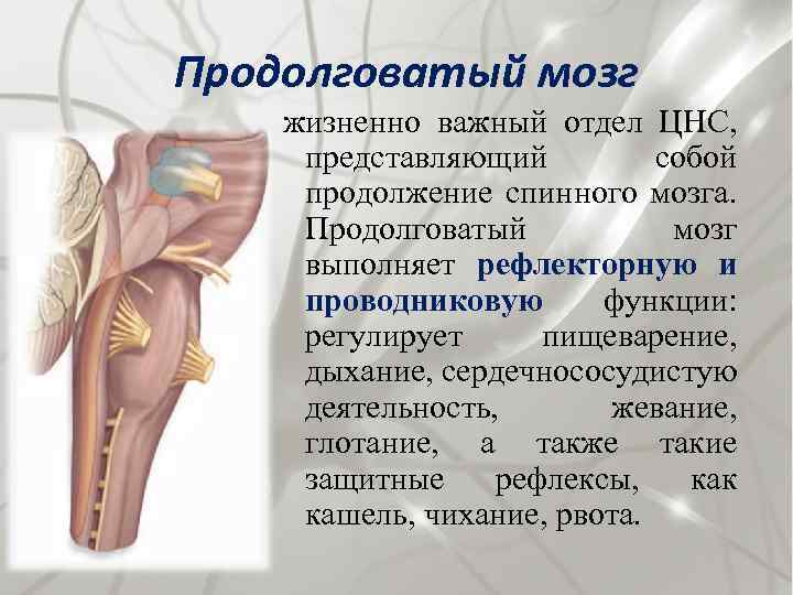Продолговатый мозг жизненно важный отдел ЦНС, представляющий собой продолжение спинного мозга. Продолговатый мозг выполняет