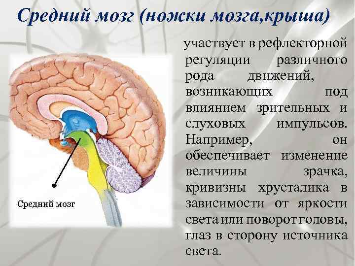Средний мозг (ножки мозга, крыша) Средний мозг участвует в рефлекторной регуляции различного рода движений,