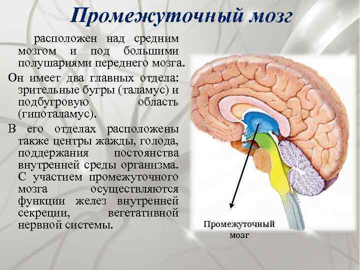 Среда мозгов. Промежуточный мозг и его функции. Центры промежуточного мозга. В промежуточном мозге расположены центры. Передний мозг промежуточный мозг и большие полушария.