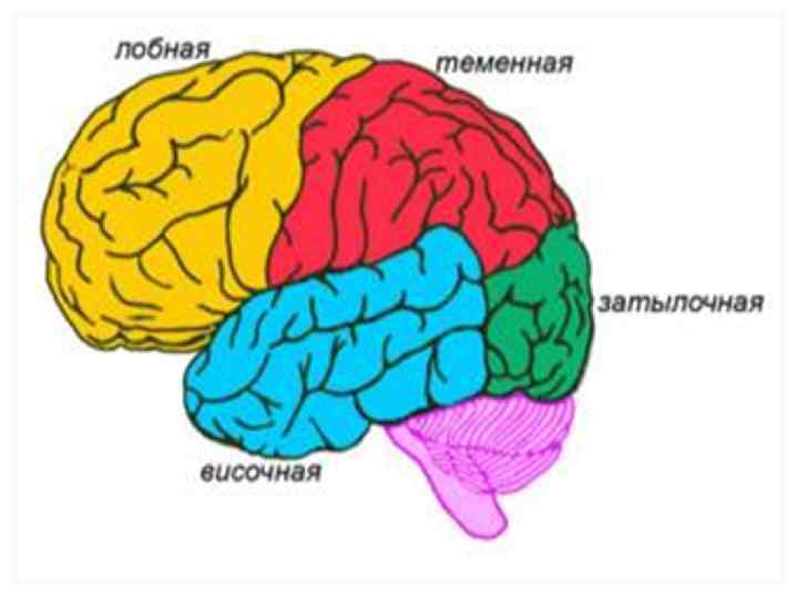 Рассмотрите рисунок с изображением мозга человека какая доля мозга окрашена голубым цветом назовите