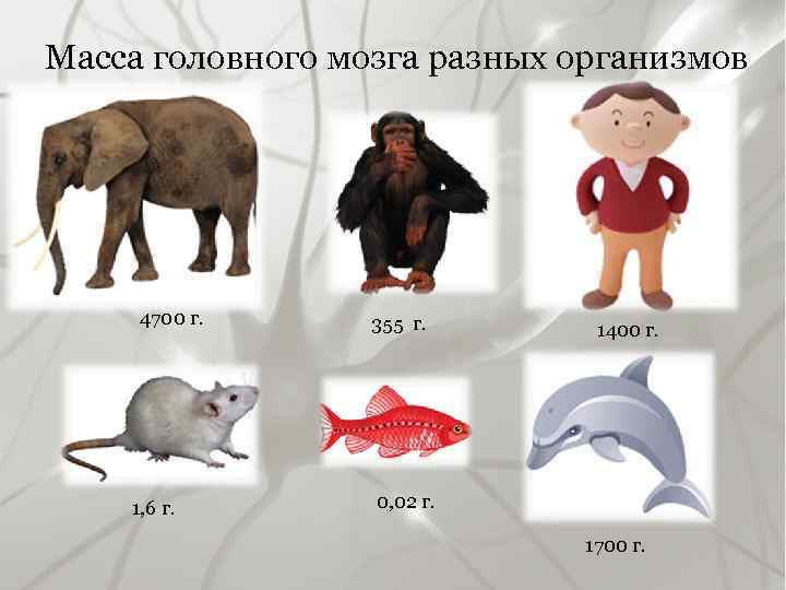 Масса головного мозга разных организмов 4700 г. 1, 6 г. 355 г. 1400 г.