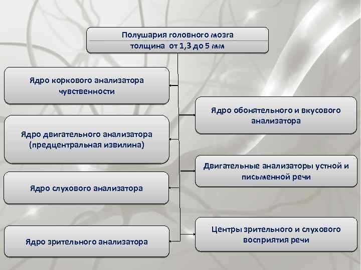 Полушария головного мозга толщина от 1, 3 до 5 мм Ядро коркового анализатора чувственности