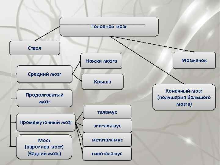 Головной мозг Ствол Ножки мозга Мозжечок Средний мозг Крыша Конечный мозг (полушария большого мозга)