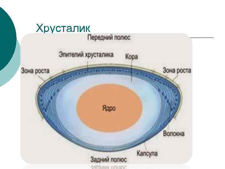 Хрусталик 