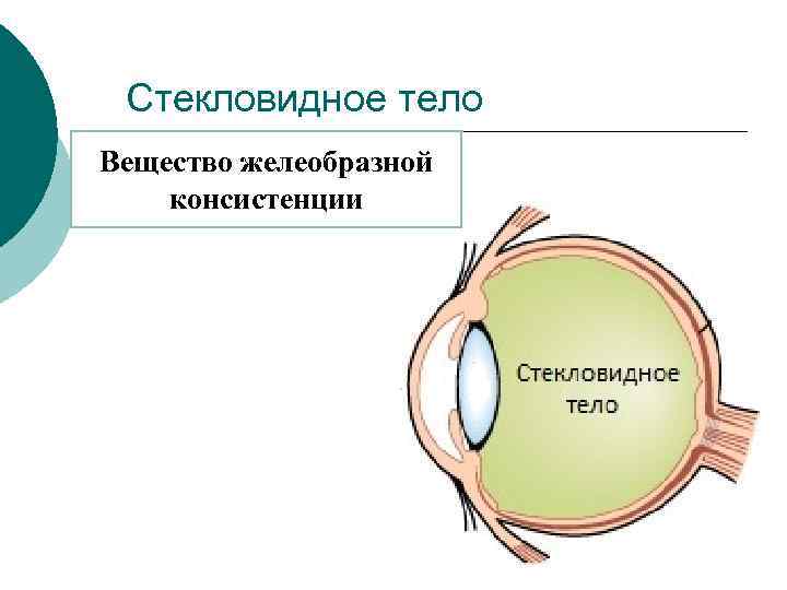 Стекловидное тело Вещество желеобразной консистенции 