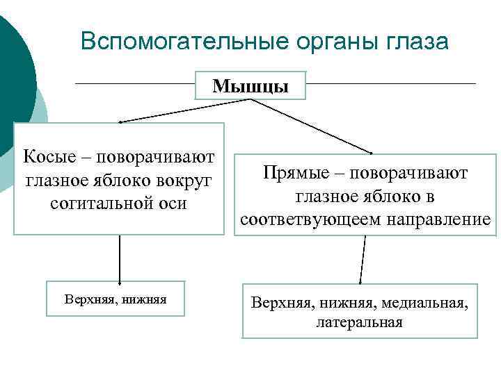 Вспомогательные органы глаза Мышцы Косые – поворачивают глазное яблоко вокруг согитальной оси Верхняя, нижняя