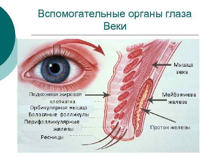 Вспомогательные органы глаза Веки 