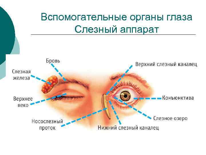 Вспомогательные органы глаза Слезный аппарат 