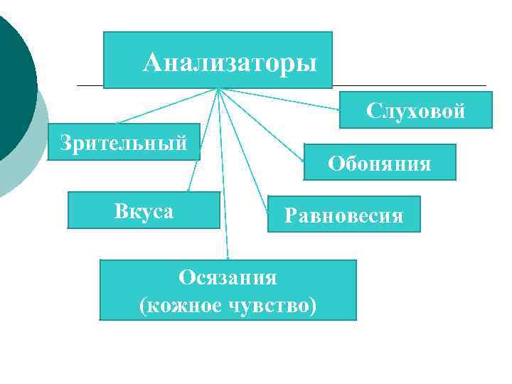 Анализаторы Слуховой Зрительный Вкуса Обоняния Равновесия Осязания (кожное чувство) 