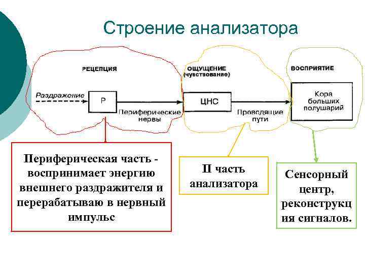 Строение анализатора Периферическая часть воспринимает энергию внешнего раздражителя и перерабатываю в нервный импульс II