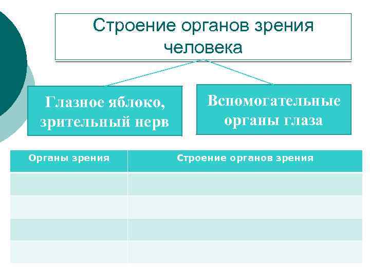 Строение органов зрения человека Глазное яблоко, зрительный нерв Органы зрения Вспомогательные органы глаза Строение