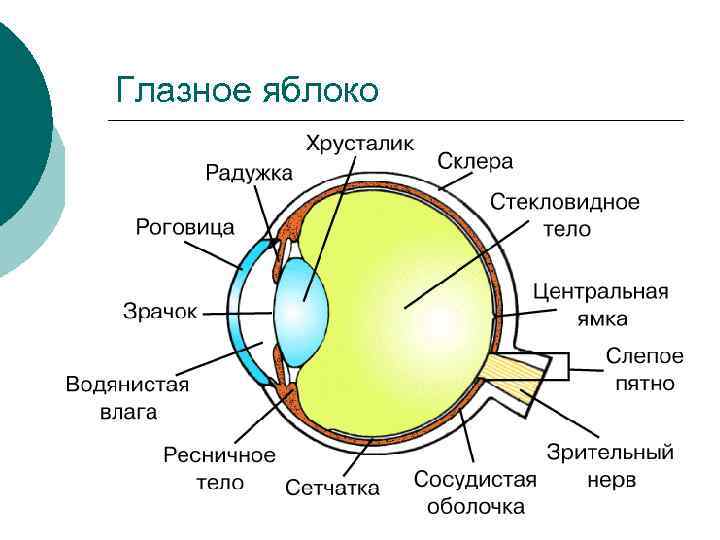 Глазное яблоко 