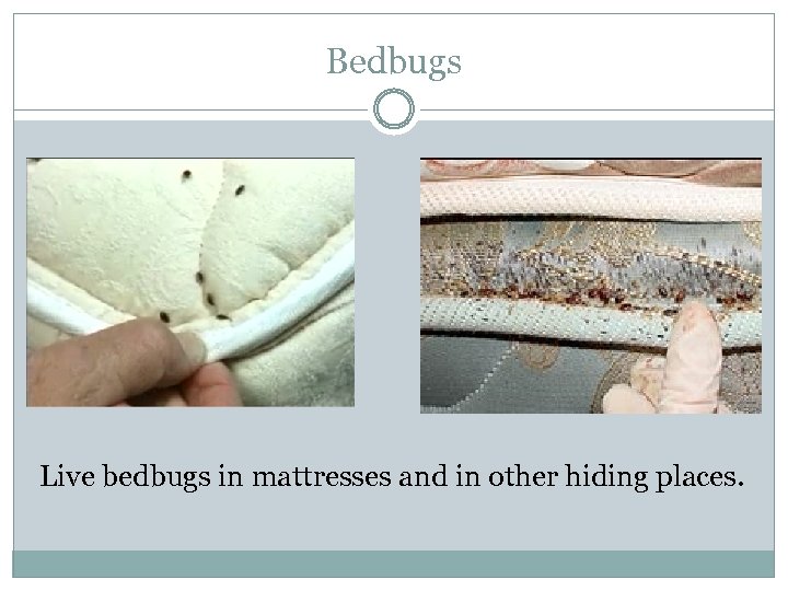 Bedbugs Live bedbugs in mattresses and in other hiding places. 