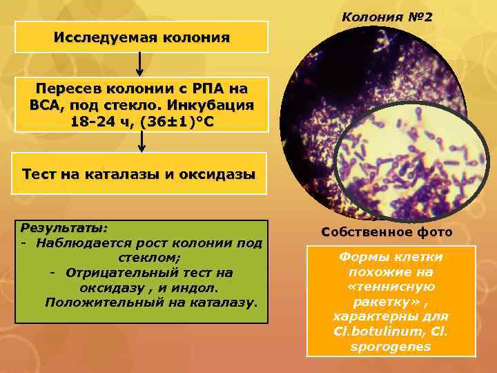 Колония № 2 Исследуемая колония Пересев колонии с РПА на ВСА, под стекло. Инкубация