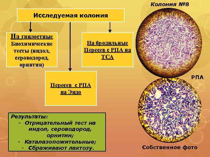 Колония № 8 Исследуемая колония На гнилостные Биохимические тесты (индол, сероводород, орнитин) На бродильные