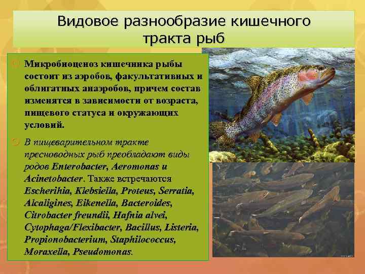 Видовое разнообразие кишечного тракта рыб Микробиоценоз кишечника рыбы состоит из аэробов, факультативных и облигатных