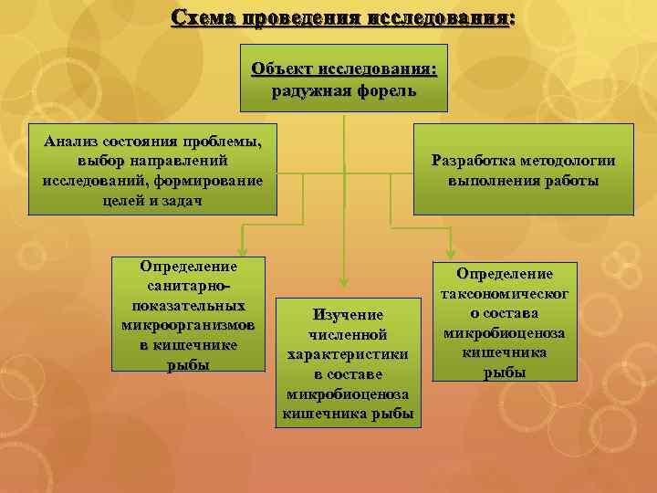 Схема проведения исследования: Объект исследования: радужная форель Анализ состояния проблемы, выбор направлений исследований, формирование