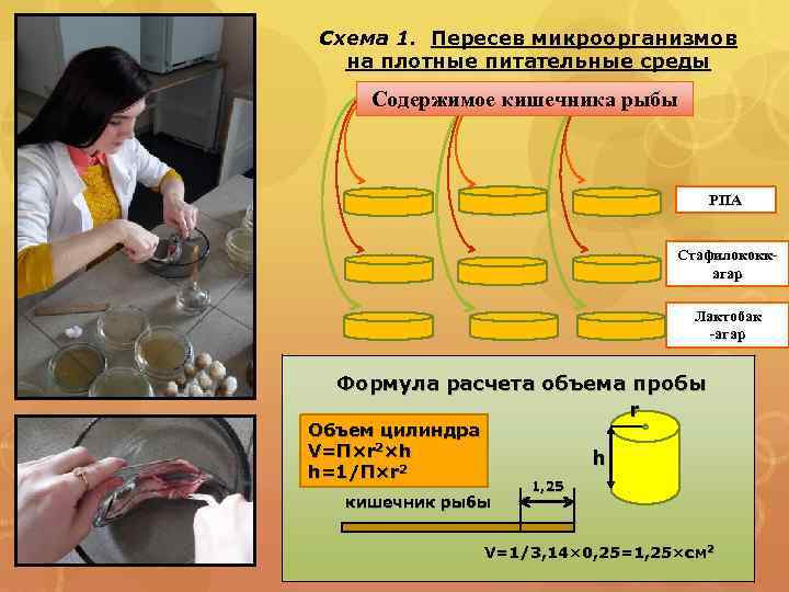 Схема 1. Пересев микроорганизмов на плотные питательные среды Содержимое кишечника рыбы РПА Стафилококкагар Лактобак