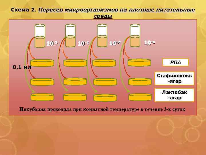 Схема 2. Пересев микроорганизмов на плотные питательные среды 10 -1 0, 1 мл 10