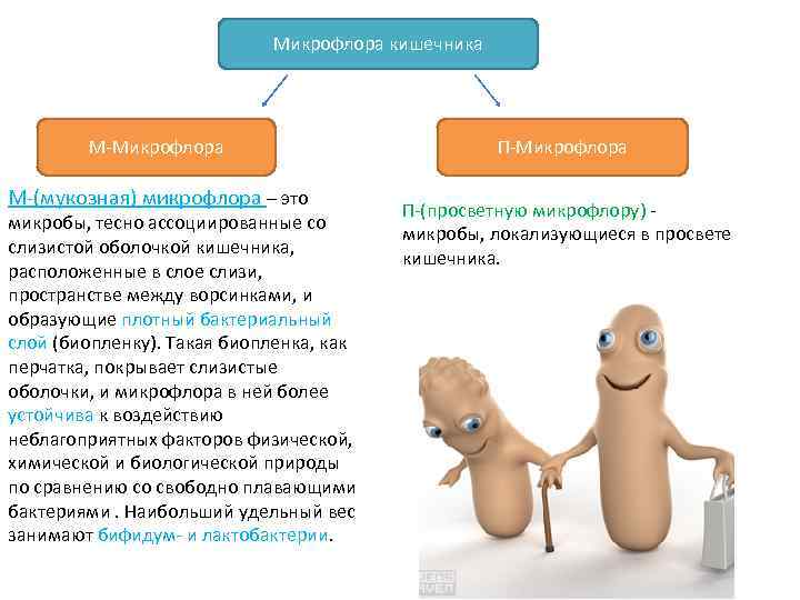 Микрофлора это. Мукозная микрофлора. Роль бактерий в кишечнике. Просветная и пристеночная микрофлора. Пристеночная микрофлора это.