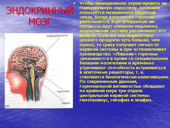  • Чтобы своевременно отреагировать на ЭНДОКРИННЫЙ МОЗГ гормональную недостачу, организм пользуется механизмом обратной